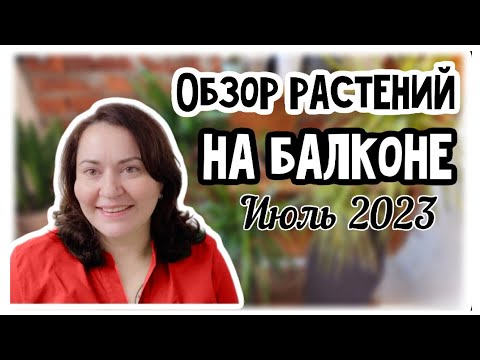 Видео: Обзор растений на балконе. Июль 2023