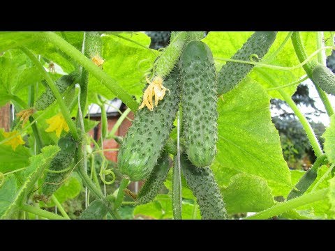 Видео: Огурцы вырастут всегда, даже на подоконнике!