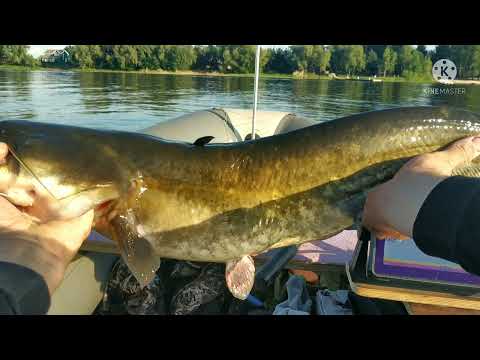 Видео: Рыбалка в Саратове на КВОК. (Сомики клюют как из пулемёта)