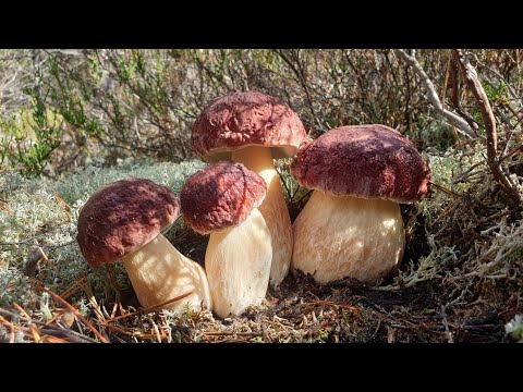 Видео: БУГРОВЫЕ БЕЛЫЕ ГРИБЫ БОРОВИКИ МАНЯТ ГРИБНИКОВ В БОРЫ ! ТРИ ПОЛНЫЕ КОРЗИНЫ СЧАСТЬЯ ! Грибы 2021 !