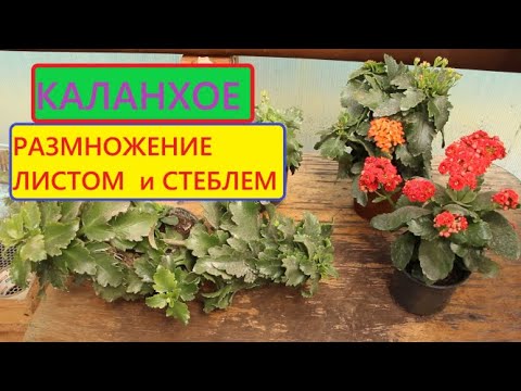 Видео: Размножить КАЛАНХОЭ в период цветения можно.