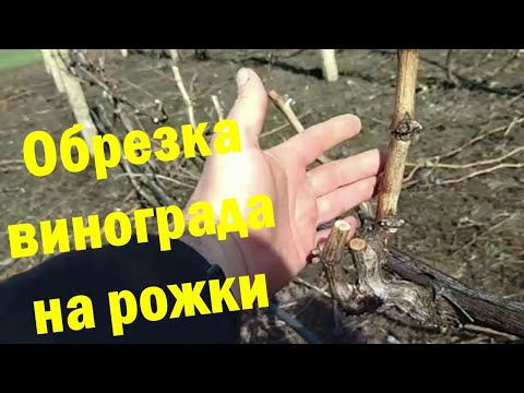 Видео: Короткая обрезка винограда