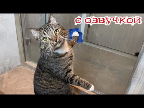 Видео: Приколы с котами! С ОЗВУЧКОЙ! - Смешные коты и собаки! НОВЫЕ СМЕШНЫЕ ЖИВОТНЫЕ!