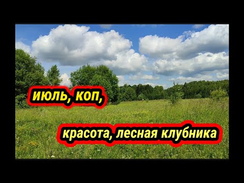 Видео: Коп, июль, лесная клубника