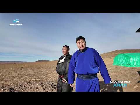 Видео: [ Малчин айлд ] нэвтрүүлэг #44 Дорнод аймгийн Баяндун сумын малчин Б.Баяржаргал