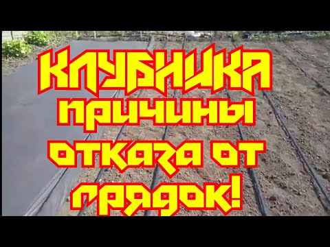 Видео: «Отказываемся от грядок*Клубника на агроспане /на ровной поверхности/».