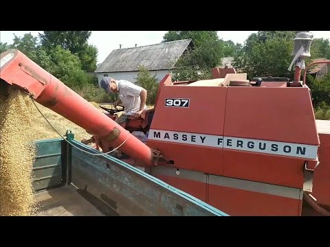 Видео: ПРОДАЄТЬСЯ КОМБАЙН ЗА 12т. Жнива мінікомбайном MASSEY FERGUSON 307 .Відвожу газончиком зерно!