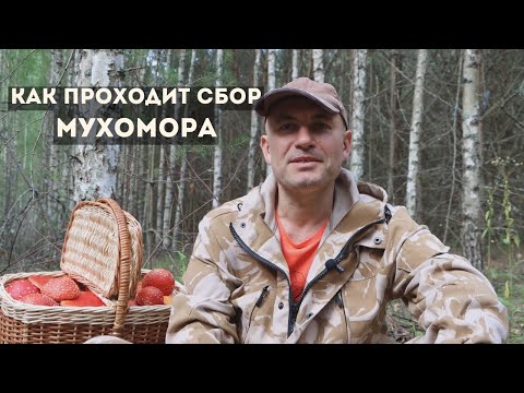 Видео: Новости мухоморного сезона. Как проходит сбор.