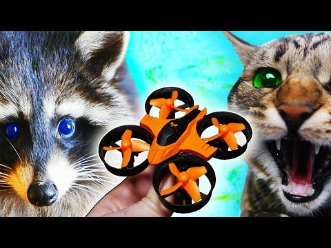 Видео: КАК КОТ и ЕНОТ РЕАГИРУЮТ на ИГРУШКИ ПОДБОРКА ЛУЧШЕГО ЗА ГОД