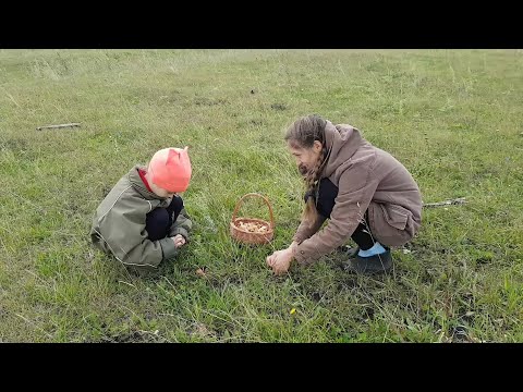 Видео: СТОЛЬКО ГРИБОВ Я ЕЩЕ НЕ ВИДЕЛА! ЖАЛКО ПТЕНЦОВ. собираем грибы опята. влог  в деревне