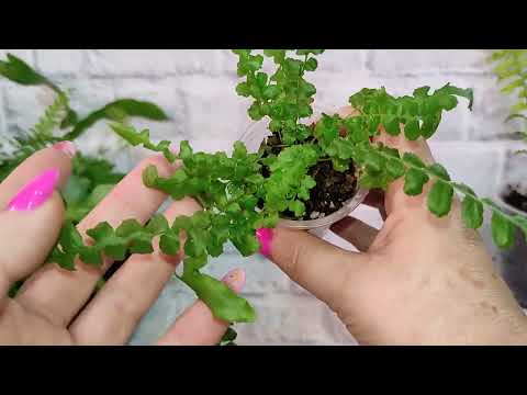 Видео: Папоротники на 8.07.24. Продажа.