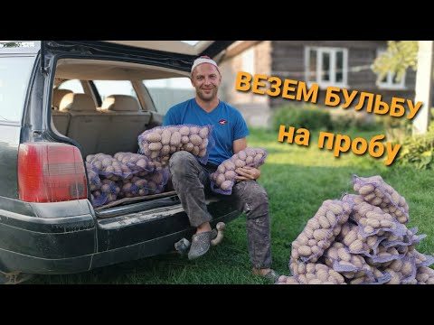 Видео: Копка БУЛЬБЫ  УТИНЫМ хвостом. Урожай 2023. Сорт - Королева Анна