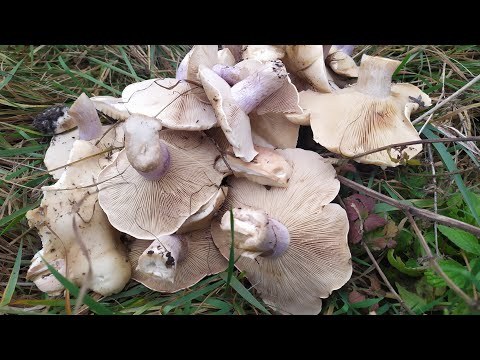 Видео: Открыл грибной сезон🍄 Рядовка лиловоногая(синяя ножка)