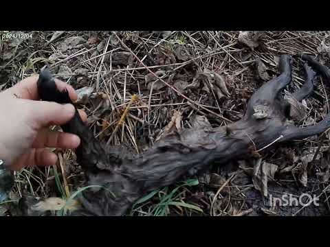 Видео: охота капканами на куницу.