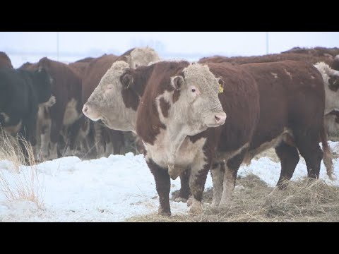 Видео: Абай облысының фермерлеріне мемлекет қолдау көрсетіп жатыр