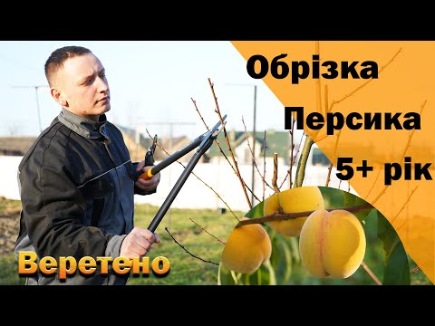 Видео: Обрізка персика на веретено. Дорослий персик 5+ рік росту.