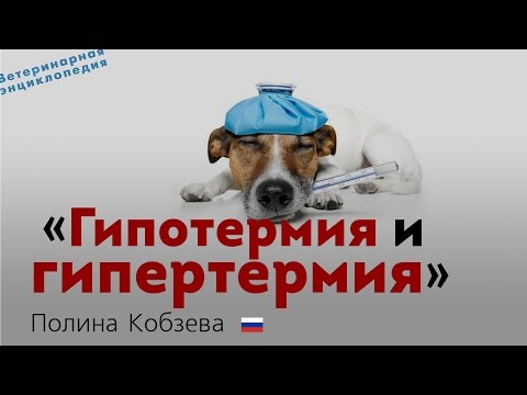 Видео: Гипотермия и гипертермия