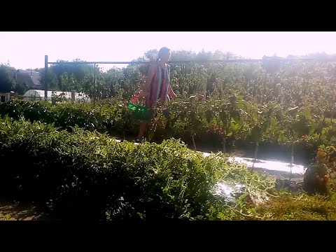 Видео: Овощи на плёнке в открытом грунте/Как выращивала/Как поливала/Отличный урожай при любой погоде