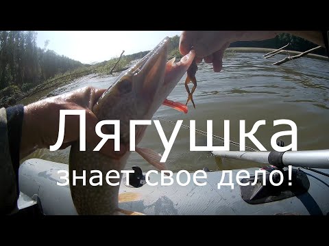 Видео: Живая лягушка на хищника.Мой способ ловли.Рыбалка на Оби.