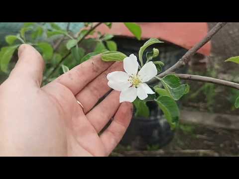 Видео: Во саду ли в огороде // абсолютно невязальный влог