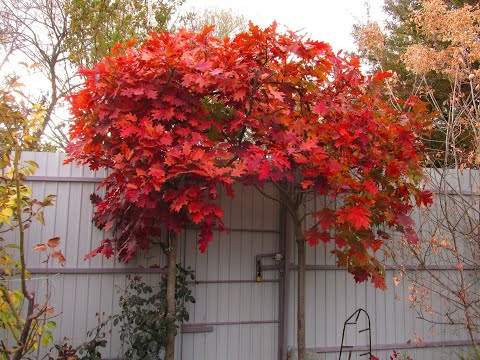 Видео: АРКА ИЗ КРАСНОГО ДУБА. Как сделать и с чего начать.