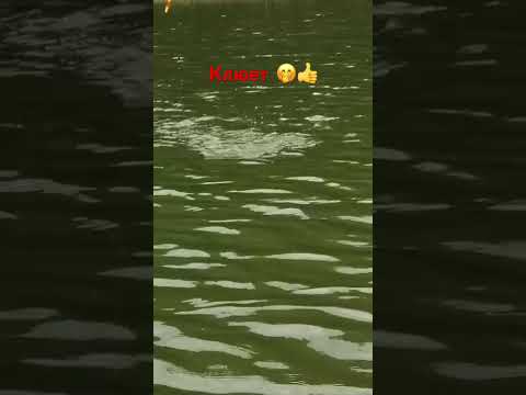 Видео: 11 сентября 2025 г.