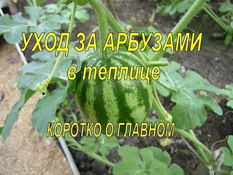 Видео: ТОНКОСТИ ВЫРАЩИВАНИЯ АРБУЗОВ В ТЕПЛИЦЕ! КОРОТКО О ГЛАВНОМ! Выращивание арбузов в теплице.