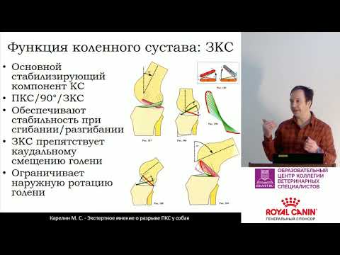 Видео: Карелин М. С. - Экспертное мнение о разрыве ПКС у собак. Часть 1