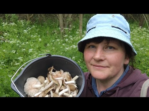 Видео: Рядовка майская! Грибы в зарослях!