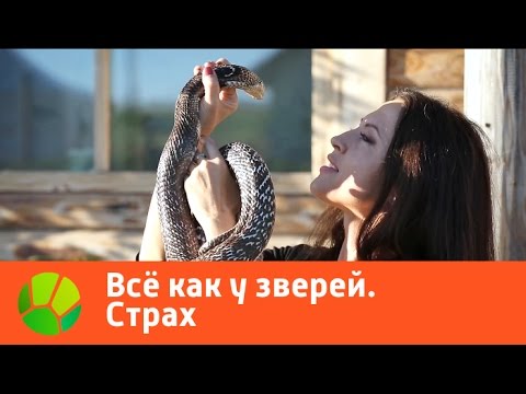 Видео: Все как у зверей. Страх | Живая Планета