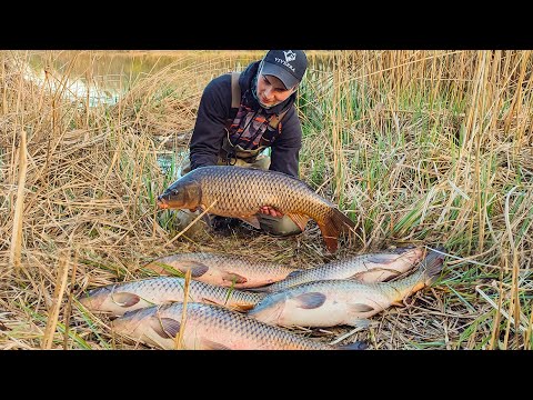 Видео: ЛОВИЛ КАРАСЯ, НО ПРИШЛИ ОНИ! САЗАНЫ МОНСТРЫ РВУТ ЭМОЦИИ! Сазан на боковой кивок. Рыбалка 2024