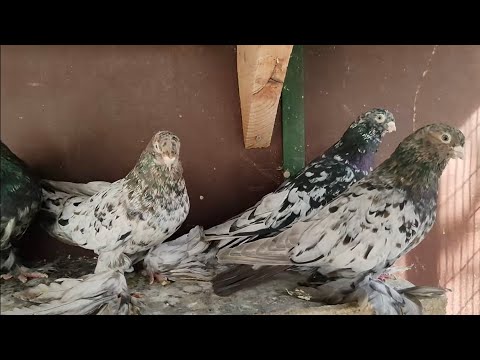 Видео: Бойние голуби. Обзор голубей 2023 . Грузия. Тбилиси