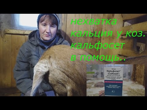 Видео: Жизнь в рязанской глубинке. Нехватка кальция у коз. Кальфосет в помощь.