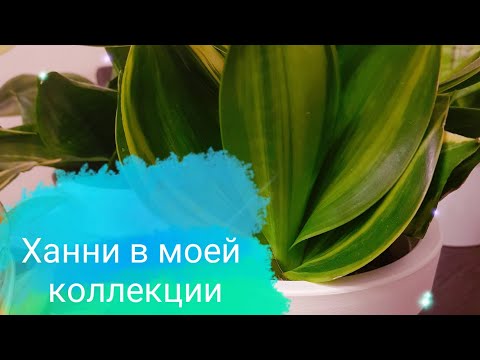 Видео: Сансеверии Ханни /Sansevieria hahnii в моей коллекции. Полный обзор на январь 2024 г.