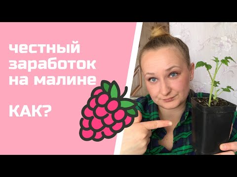 Видео: Как заработать на малине|Самые выгодные сорта| Размножение малины на продажу