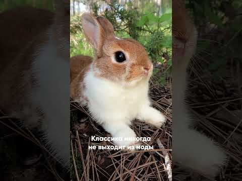 Видео: НЕ называй кролика ТАК 🙏