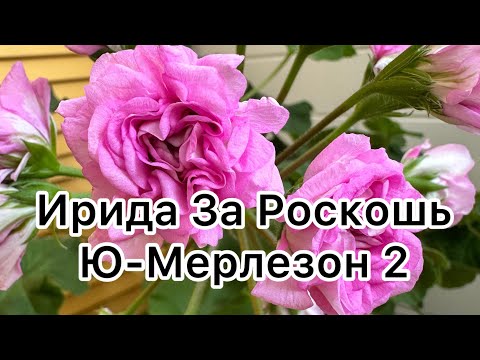 Видео: Ирида За Роскошь, Ю-Мерлезон 2 🔥🥰 #сортовыепеларгонии #цветыжизни #flowers