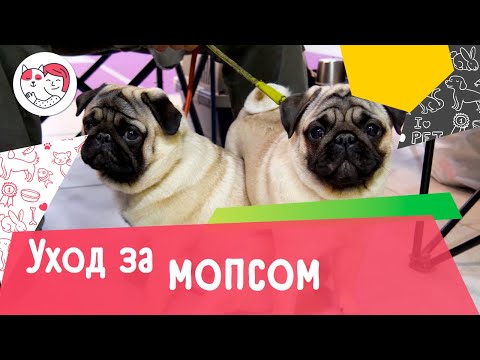 Видео: 5 особенностей ухода за мопсом