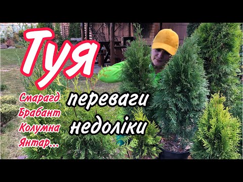 Видео: ТУЯ. Де саджати.Недоліки.Переваги.Чи можна саджати біля будинку.Туя Смарагд,Брабант,Колумна,Янтар.