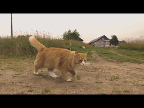 Видео: Карелия в фокусе. Малая Сельга