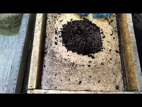 Видео: Результаты лечения червя. Способы лечения.