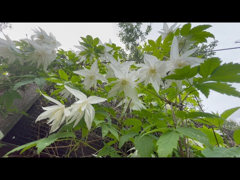 Видео: Июнь в Саду 11 июня 2025