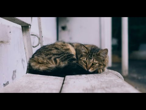 Видео: Кошка, прошедшая через голод, предательство и жестокость, учит девушку никогда не сдаваться