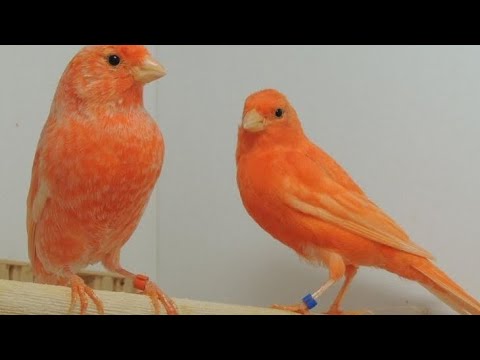 Видео: Когда паровать канареек? Как определить готова ли птица к паровке?