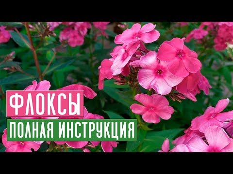 Видео: ФЛОКСЫ 🌺 Все секреты ухода за прекрасными цветами / Садовый гид