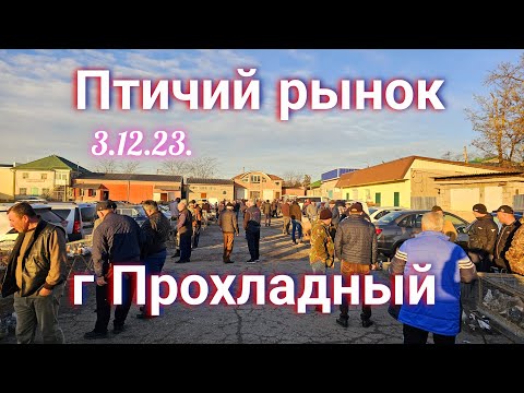 Видео: Голуби цены Птичий рынок г Прохладный