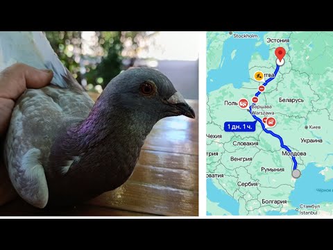 Видео: ПОЧТОВЫЕ ГОЛУБИ. СУПЕР МАРАФОН 1300КМ.