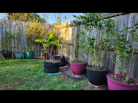 Видео: Черника и ежевика работают, надеемся на отличный ягодный сезон.