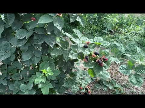 Видео: Ежевика Блэк Джем ( Black Gem). Первый год плодоношения.