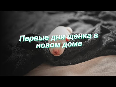 Видео: Первые дни щенка в новом доме